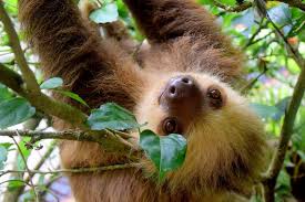 The six species are in two families. Printable Sloth Coloring Pages Crafts Kids Love