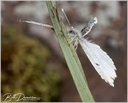 Image result for Anthephora cristata