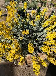 Image result for Acacia arenaria