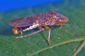 Image result for Polyspatha hirsuta