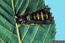 Så hvad er viburnum borers? Pennisetia Marginata Wikipedia