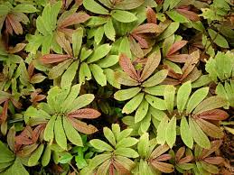 Image result for Elatostema monticola