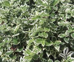 This versatile, evergreen shrub with creamy leaf variegation works well as a foundation plant, hedge, screen. Shrubs Archives Page 9 Of 24 Covingtons