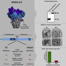 We carry aftermarket & custom parts & accessories. A Multibasic Cleavage Site In The Spike Protein Of Sars Cov 2 Is Essential For Infection Of Human Lung Cells Sciencedirect