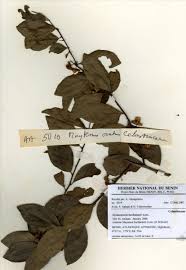 Image result for Gymnosporia buchananii