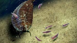 Image result for Hyparrhenia newtonii