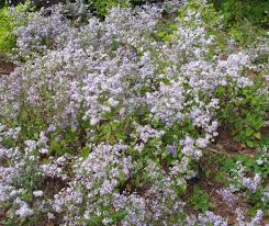 Image result for Dioscorea asteriscus