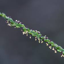 Image result for Entolasia