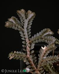 Image result for Selaginella afrorum
