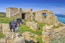 Other greek names for dogs based on mythology and ancient greek history are: Roman Dog Names 180 Classic Ideas My Dog S Name