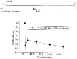 effect of 500 m ascorbate on prolonged 4 m epinephrine