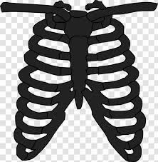 Cage rib rib eye steak johnny cage cassie cage cage nut faraday cage. Rib Cage Human Skeleton Anatomy T Shirt Flower Transparent Png
