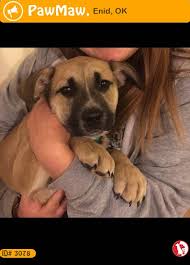 Dog Breeds With Black And Brown Fur Let Your Nearby People Know This Pet Was Found On 01 21 2019 In Enid Ok Usa Dogs Pets Losing A Pet