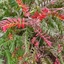 Image result for Psydrax fragrantissima