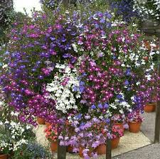 Namun, rakyat indonesia sering menggunakan bunga melati dalam upacara pernikahan dan keagamaan. Yla é¦–é¡µ Facebook