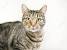 European Shorthair Cat