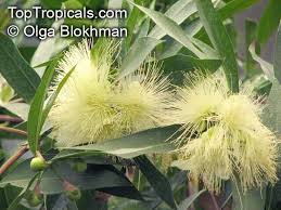 Image result for Syzygium jambos