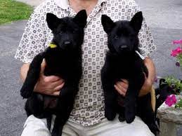 Doberman pinscher · wilmington, nc. German Shepherd Puppies Price Range Pets Lovers