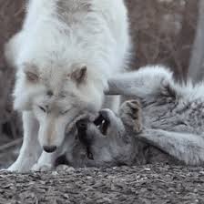 Wolf gif wolf gif wolf gif wolf gif … Best Canis Lupus Gifs Gfycat