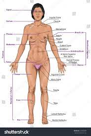 As commonly defined, the human body is the physical manifestation of a human being, a collection of chemical elements, mobile electrons, and electromagnetic fields present in extracellular materials and cellular components organized hierarchically into cells, tissues, organs,and organ systems. Woman Women Female Anatomical Body Surface Royalty Free Stock Photo 222692899 Avopix Com