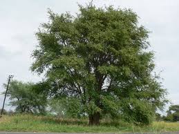 Image result for Faidherbia