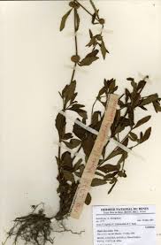 Image result for Hyptis lanceolata