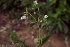 Image result for Adenostemma viscosum