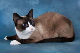 10 Things You Should Know About The Snowshoe Cat Cat Breeds Snowshoe Cat Best Cat Breeds