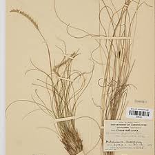 Image result for Elionurus muticus