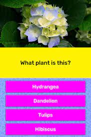 We may earn commission on some of the items you choose to buy. What Plant Is This Trivia Answers Quizzclub