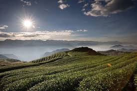 pin by 馬克馬on 茶 beautiful places outdoor photography