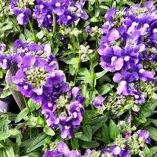 Image result for Nesaea moggii