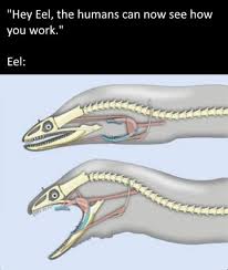 The second set of jaws are actually located in the throat. When The Jaws Open Wide And There S More Jaws Inside That S A Moray 9gag