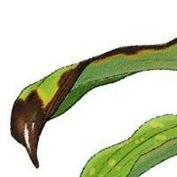 エビネ病害虫の防除 蘭裕園
