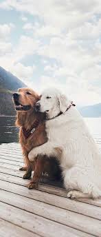 Birresimkaydet Saveanimage Barissenduran Resim Kaydet Save Image Picture Beautiful Nice Guzel Harika Wonderful Dyr Morsomme Dyr Golden Retriever