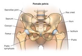 The deep gluteal muscles are a set of smaller muscles, located underneath the gluteus minimus. Anatomy Of The Male And Female Pelvis Comprehensive Orthopaedics