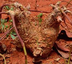 Image result for Pterodiscus angustifolius