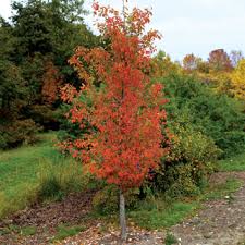 A wonderful new form that features a dense, narrow pyramidal form. Ginkgo Goldspire At Wayside Gardens