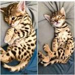 Ocicat Kittens for Sale - JumpnSpots Ocicats