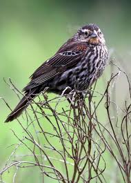 Build 20cm high walls along the edges of the garden so that the blackbirds do not flick the mulch on to the path. Everything You Ve Wanted To Know About The Red Winged Blackbird Park Bugle