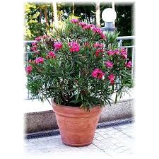 Nerium Oleander Nana Oleander Plants Plants Mediterranean Plants