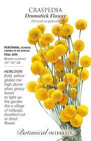 Drumstick Flower Craspedia Seeds In 2020 Flowers Beautiful Flowers Images Growing Gardens