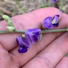 Image result for Neorautanenia mitis