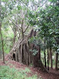 We did not find results for: Best Hikes On Oahu The Ualaka A Trail On Walkabout
