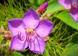 Image result for Dissotis princeps