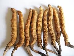 Keeda jadi founds on the himalayas, also known as himalayan viagra and energy booster, also effective for many diseases, including impotence and cancer, more expensive than sleep. Keeda Jadi