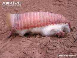 Check spelling or type a new query. Rare Pink Fairy Armadillo Needs Protection But Not As A Pet The Dodo