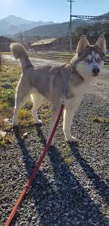 Der siberian husky ist eine alte schlittenhundrasse, die heute weltweit beliebt ist. Der Siberin Husky Zoe Darkhearts Webseite