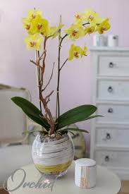 The orchid family is the largest family of flowering plants and there are over 20,000 accepted species of orchid. How To Maintain Orchids While In Bloom Orchid Republic