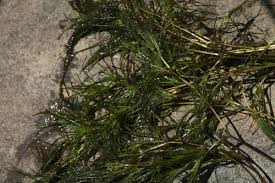 Image result for Najadaceae